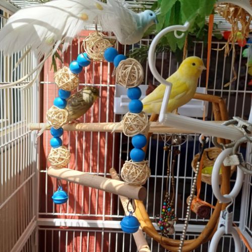 2 magnifiques canaris+ volière #7