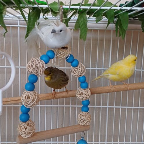 2 magnifiques canaris+ volière #8