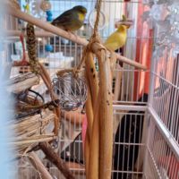 2 magnifiques canaris+ volière #2