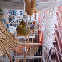 2 magnifiques canaris+ volière #4