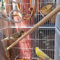 2 magnifiques canaris+ volière #6