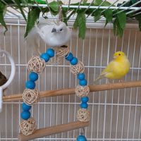 2 magnifiques canaris+ volière #9