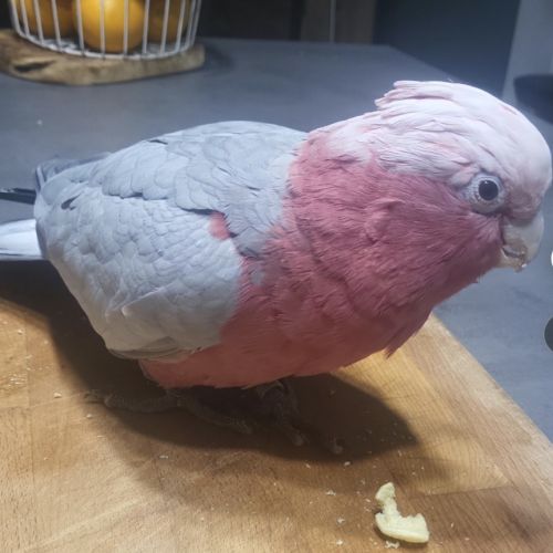 Cacatoes rosalbin #1