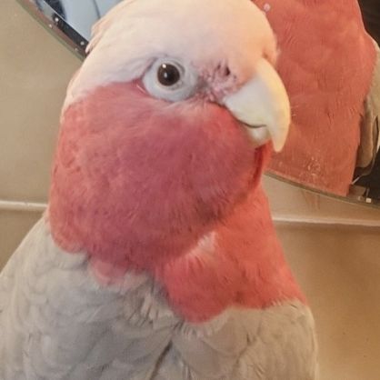 Cacatoes rosalbin #0