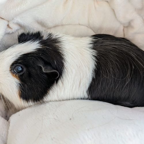 Duo cochons d'inde mâle, âgés de 5 ans #1