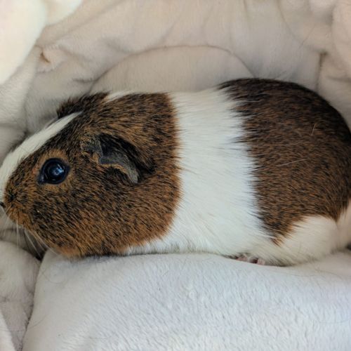 Duo cochons d'inde mâle, âgés de 5 ans #2