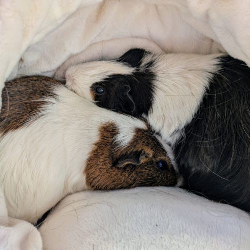 Duo cochons d'inde mâle, âgés de 5 ans