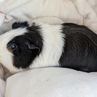 Duo cochons d'inde mâle, âgés de 5 ans #1