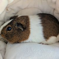 Duo cochons d'inde mâle, âgés de 5 ans #2