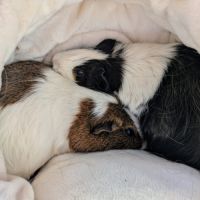 Duo cochons d'inde mâle, âgés de 5 ans