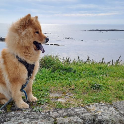 Chiots eurasier lof #1