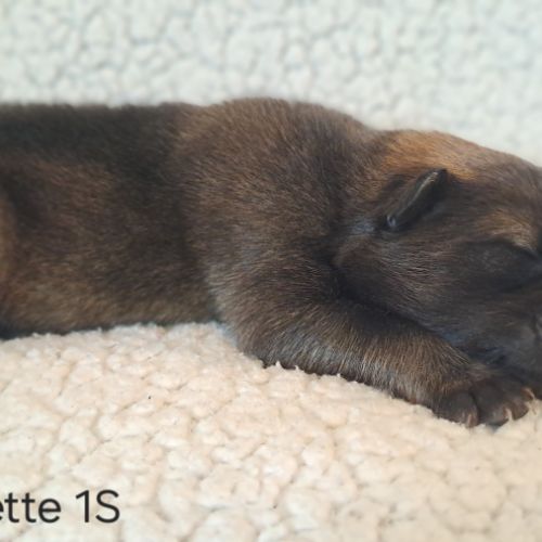 Chiots eurasier lof #2