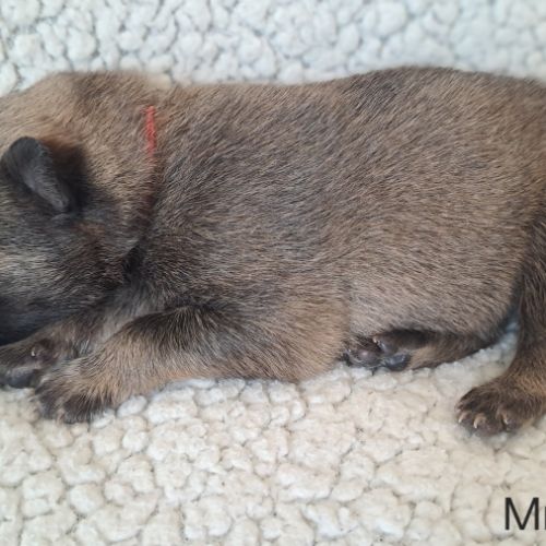 Chiots eurasier lof #5