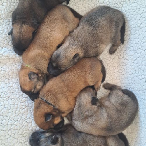 Chiots eurasier lof #8