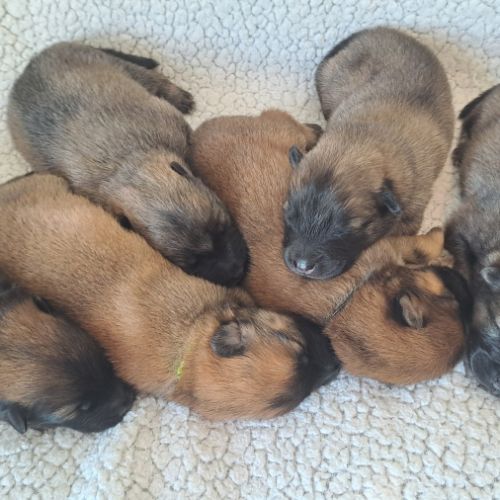 Chiots eurasier lof #9