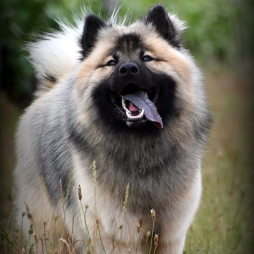 Chiots eurasier lof #10