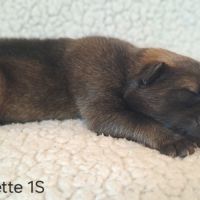 Chiots eurasier lof #2