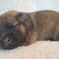Chiots eurasier lof #3
