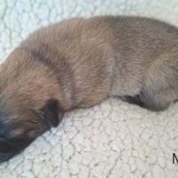 Chiots eurasier lof #4