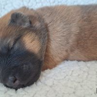 Chiots eurasier lof #7