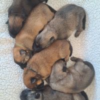 Chiots eurasier lof #8