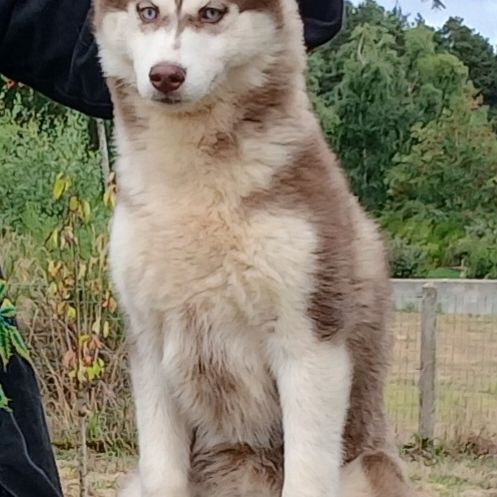 Magnifique jeunes femelles husky siberien #1