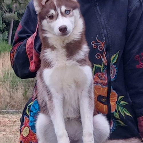 Magnifique jeunes femelles husky siberien