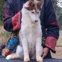 Magnifique jeunes femelles husky siberien #3