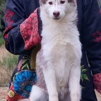 Magnifique jeunes femelles husky siberien #4