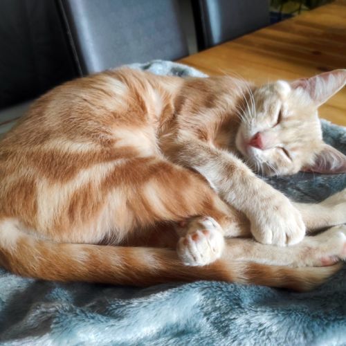 Clover-ron, un petit cœur tendre