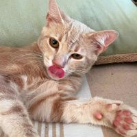 Clover-ron, un petit cœur tendre #2