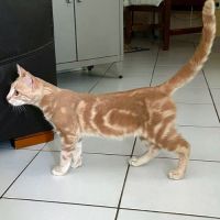 Clover-ron, un petit cœur tendre #3