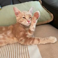 Clover-ron, un petit cœur tendre #4