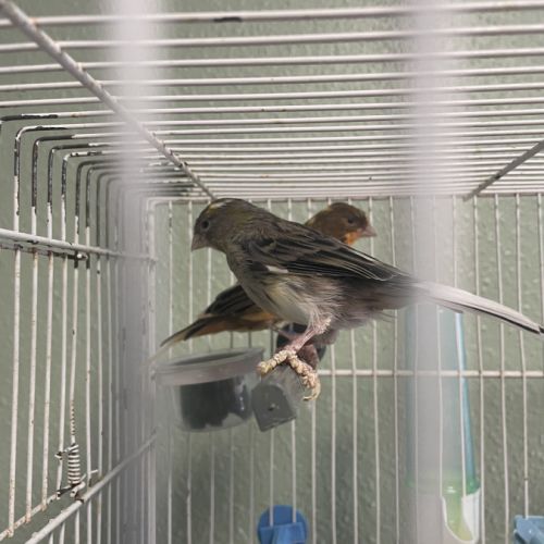 Canari mâle ou femelle #1