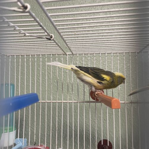 Canari mâle ou femelle #3