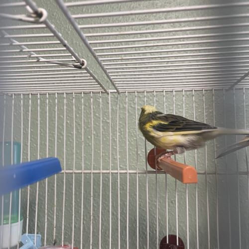 Canari mâle ou femelle #0