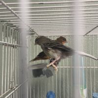 Canari mâle ou femelle #1