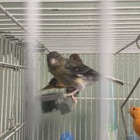 Canari mâle ou femelle #2