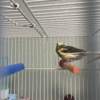 Canari mâle ou femelle