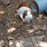 Lapin et cochon d'inde à donner #1