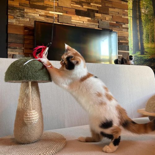 Adorable petite exotic shorthair loof 4 mois #0