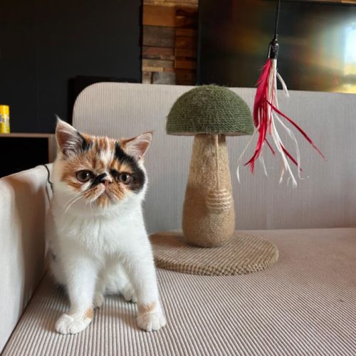 Adorable petite exotic shorthair loof 4 mois #3