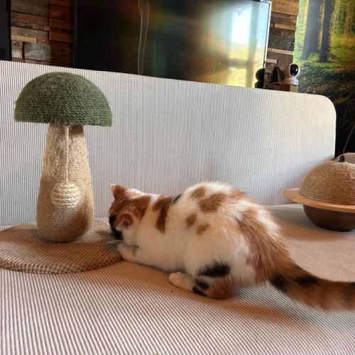 Adorable petite exotic shorthair loof 4 mois #4