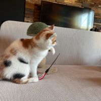 Adorable petite exotic shorthair loof 4 mois #2
