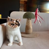 Adorable petite exotic shorthair loof 4 mois #3