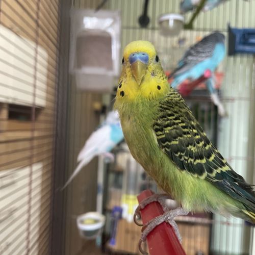 Perruche mâle ou femelle #2