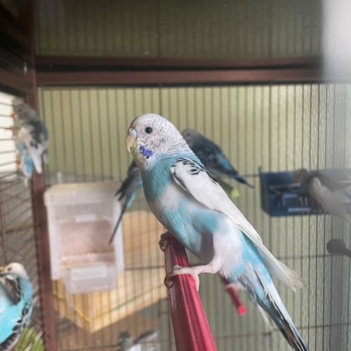 Perruche mâle ou femelle #3