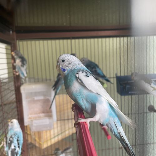 Perruche mâle ou femelle #0