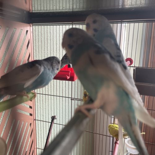 Perruche mâle ou femelle #6