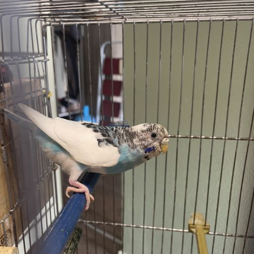 Perruche mâle ou femelle #7